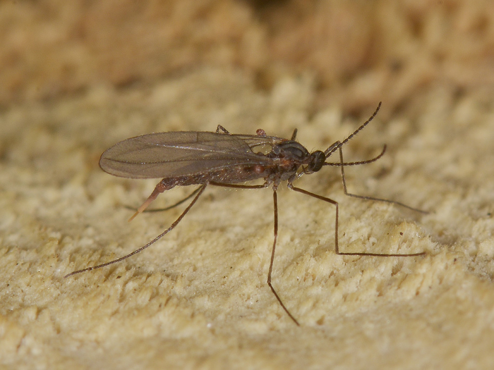 Cecidomyiidae?